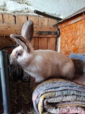 Iepuri secuiești - imagine 2