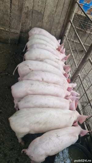 Purcei pic,greutate 25-30kg!