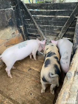 porc de vanzare