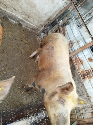 Porc de vânzare  - imagine 2