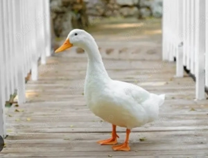 Rete .Gâște si bibilici!!