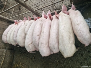 Disponibili, 25-30 kg! - imagine 3