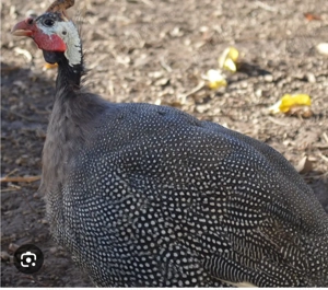 Rete .Gâște si bibilici!! - imagine 2