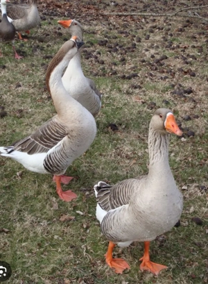 Rete .Gâște si bibilici!! - imagine 3