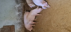 Porci Vanju Mare 80-100kg  - imagine 4