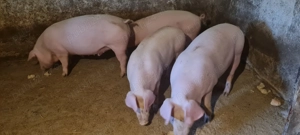 Porci Vanju Mare 80-100kg  - imagine 5