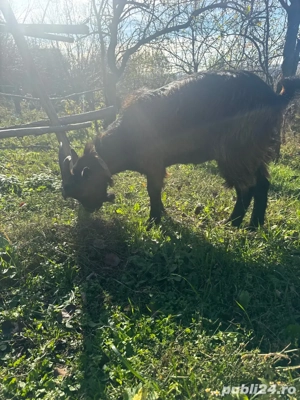 vând țap alpin francez 