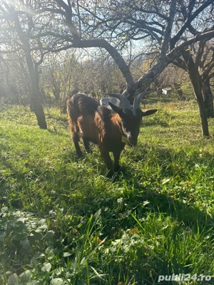 vând țap alpin francez  - imagine 3