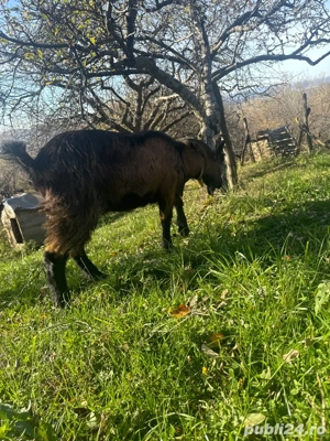 vând țap alpin francez  - imagine 2