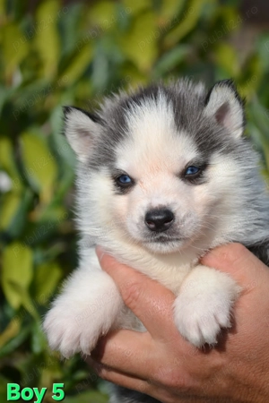 Husky Siberian cu pedigree  - imagine 3