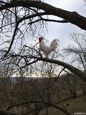 Cocoși Leghorn - imagine 2