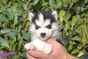 Husky Siberian cu pedigree 