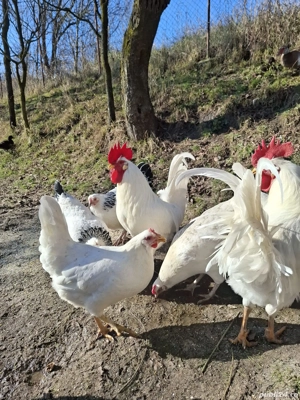 Cocoși Leghorn