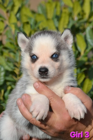 Husky Siberian cu pedigree  - imagine 2