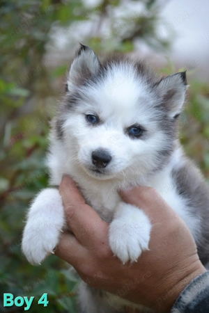 Husky Siberian cu pedigree  - imagine 5