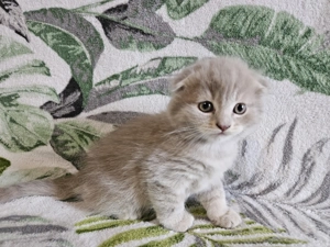 Scottish Highland Fold