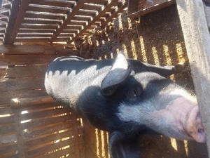 Vând porc landras cu marele alb - imagine 3