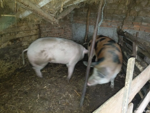 porci de vanzare - imagine 2