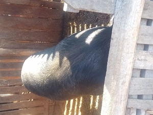 Vând porc landras cu marele alb - imagine 2