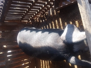 Vând porc landras cu marele alb - imagine 4