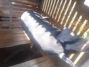 Vând porc landras cu marele alb - imagine 5