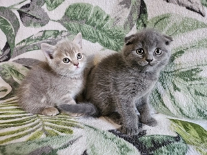 Scottish fold si straight