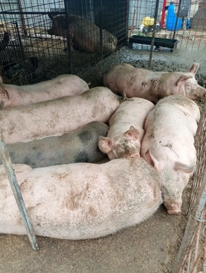 Porci de vanzare crescuti cu cereale natural