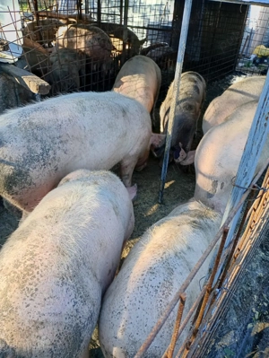 Porci și purcei pentru îngrășare  - imagine 5