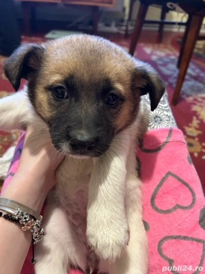 donez cateluisi - imagine 2