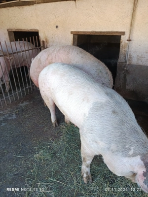 Vănd porc rasă de carne - imagine 3