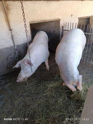 Vănd porc rasă de carne