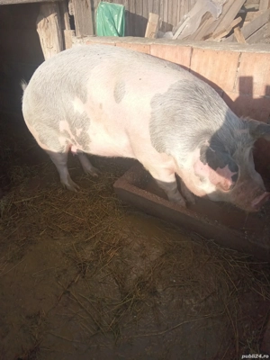 vând porc gras - imagine 2