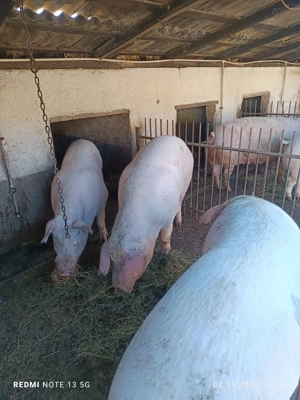Vănd porc rasă de carne - imagine 2