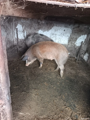 vand doi porci 