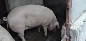 Porc de vanzare