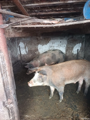 vand doi porci  - imagine 4