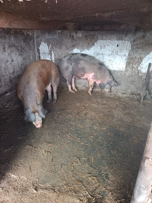 vand doi porci  - imagine 3