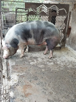 Vând porc pentru sacrificat - imagine 3