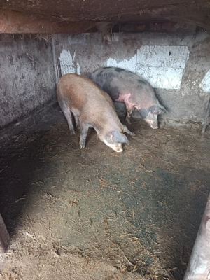 vand doi porci  - imagine 5