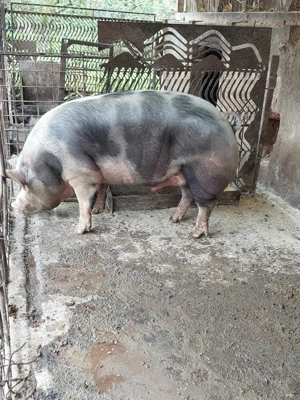 Vând porc pentru sacrificat - imagine 4