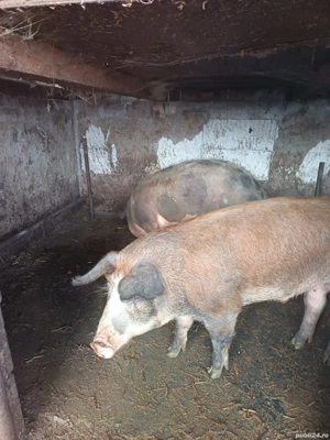 vand doi porci  - imagine 2