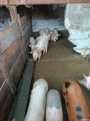 vand sau schimb  - imagine 2