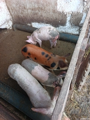 vand sau schimb  - imagine 3