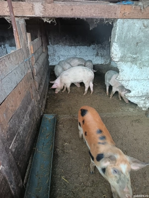 vand sau schimb  - imagine 4