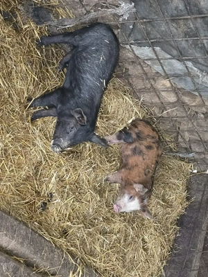 Vand grasuni de rasa Duroc