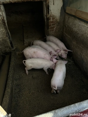 purcei de vanzare  - imagine 2