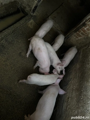 purcei de vanzare  - imagine 3