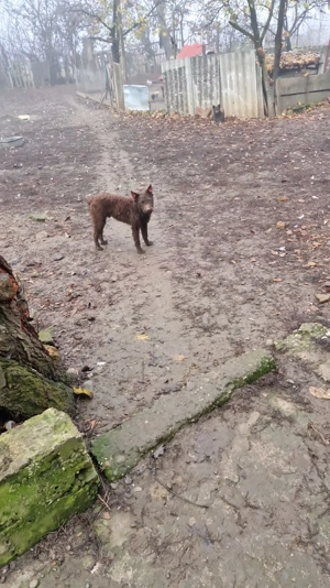 Vând cățel de intors oile