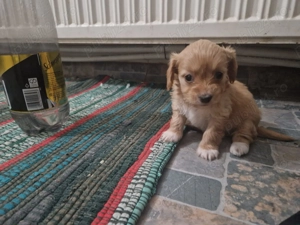 Bishon Havanez Crem - imagine 5