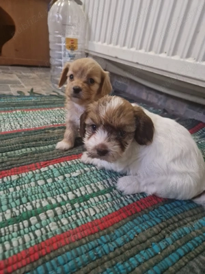 Bishon Havanez Crem - imagine 4